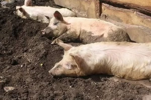 African Swine Fever Wipes Out Thousands of Pigs in Plateau, F